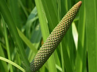 acorus calamus